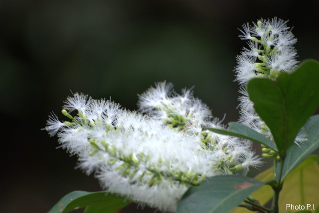 Plants with white bloom