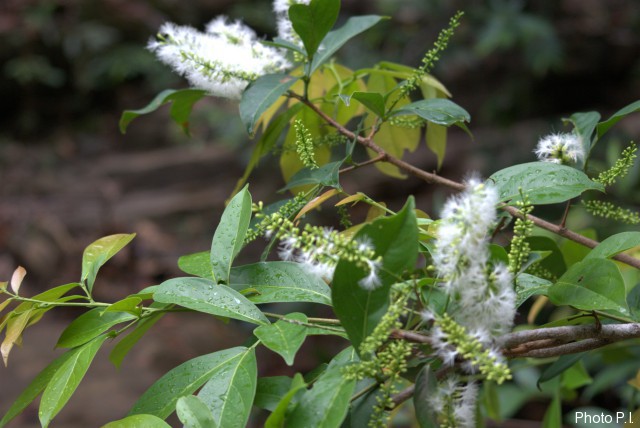 Plants with white bloom