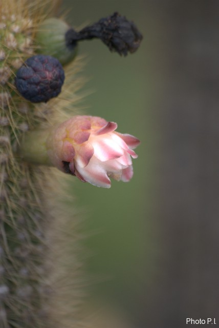 Cacti and other prickly plants 