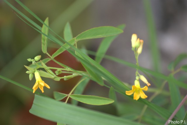 Plants with yellow and golden bloom