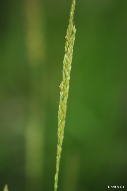 ALTFLGRASSY