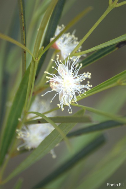 Plants with white bloom