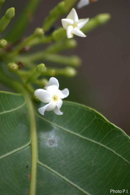 Plants with white bloom