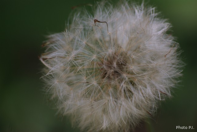 ALTFLGRASSY