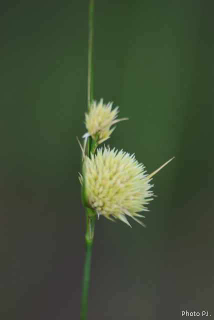 ALTFLGRASSY