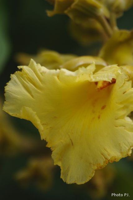 Plants with yellow and golden bloom
