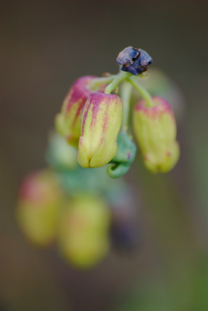 Plants with yellow and golden bloom