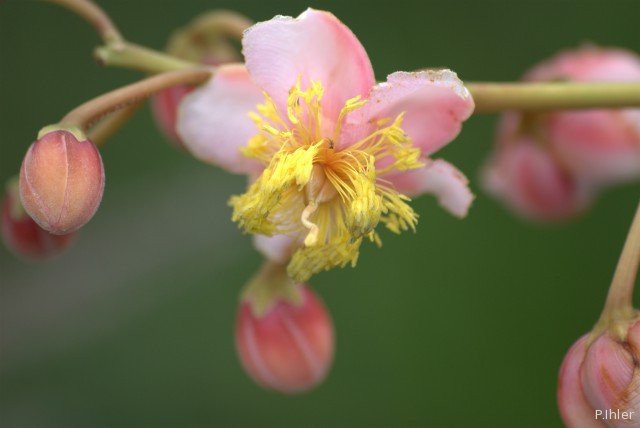 Plantas e arbustos com inflorescência de cor rosa ou roxa