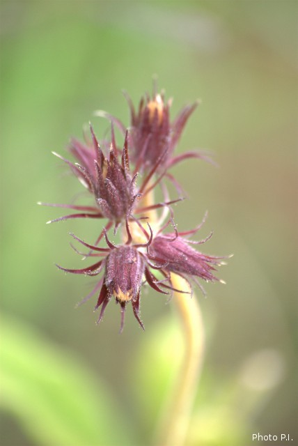 Plants with pink and purple bloom