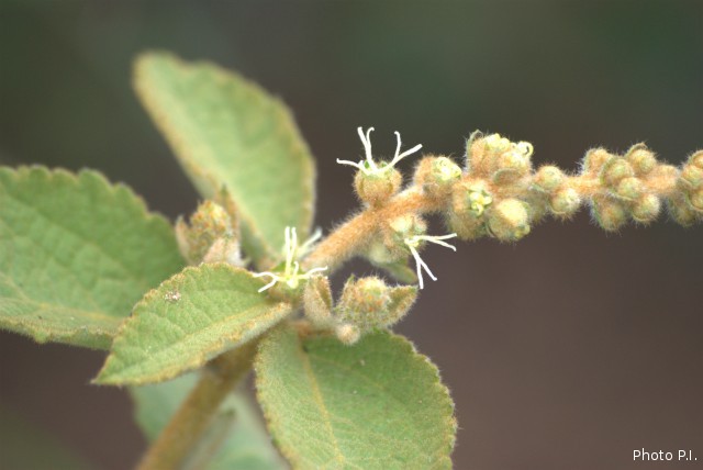 Plantas e arbustos com inflorescência de cor branca