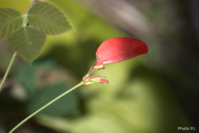 Plants with red bloom