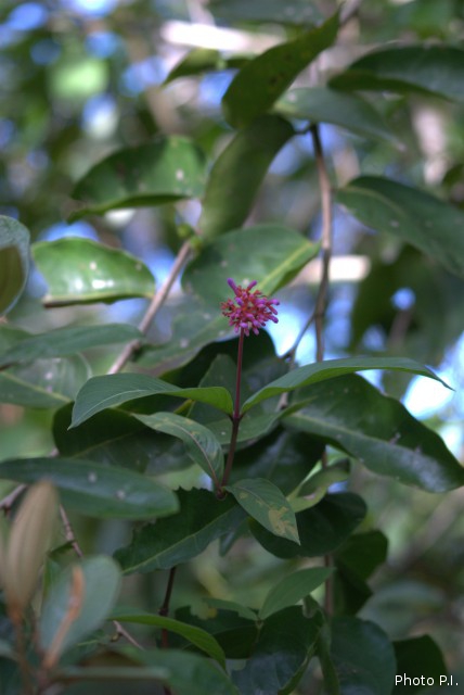 Plantas e arbustos com inflorescência de cor azul