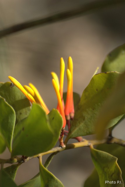 Plantas com flore(s) amarela(s) ou dourada(s)