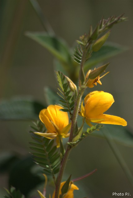 Plants with yellow and golden bloom