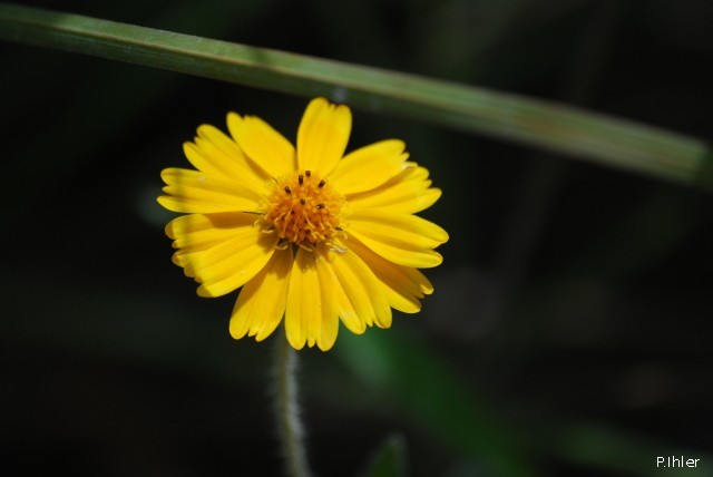 Plantas com flore(s) amarela(s) ou dourada(s)