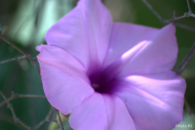 Plants with pink and purple bloom