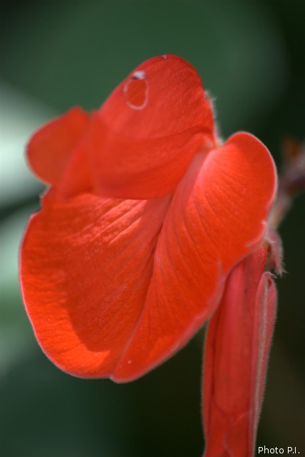Plants with red bloom