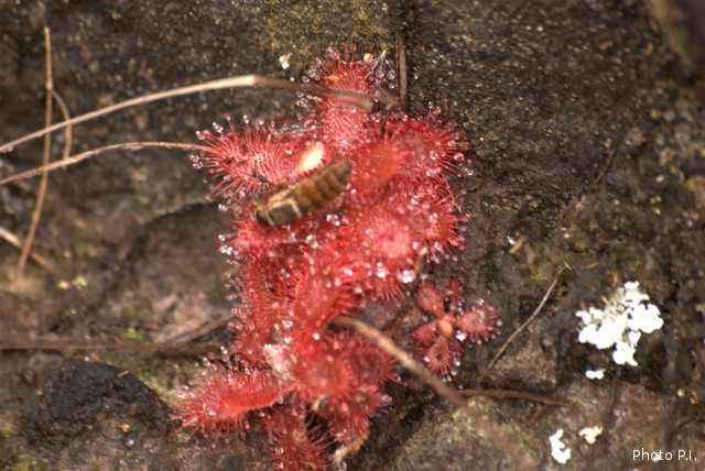 Carnivorous plants, ferns and others