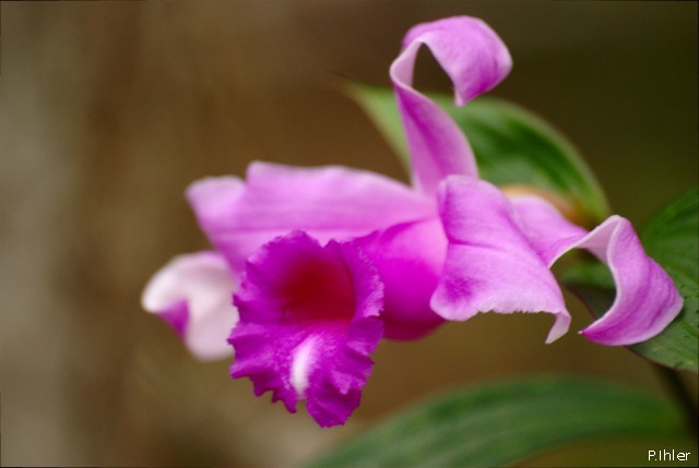 Orchids plants
