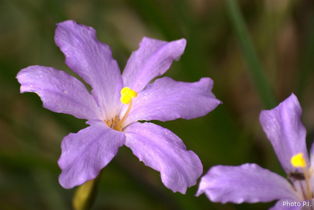 Plants with pink and purple bloom