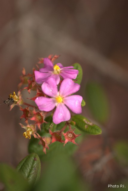 Plants with pink and purple bloom