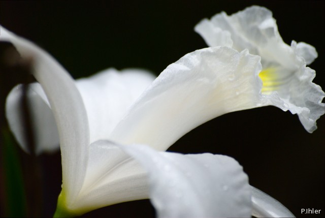 Plantas orquídeas