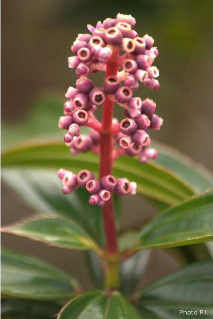 Plants with pink and purple bloom