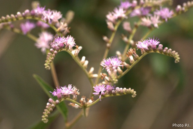Plants with pink and purple bloom