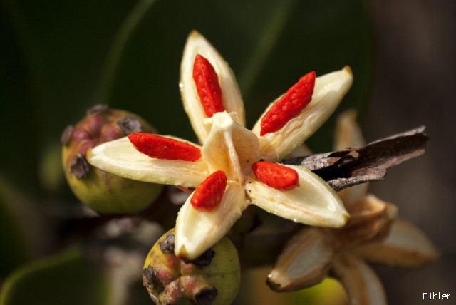 Plants with white bloom