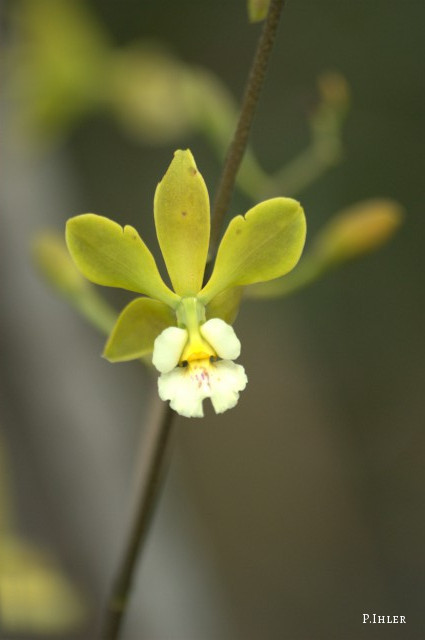 Orchids plants