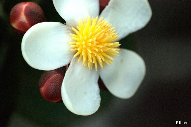 Plants with white bloom