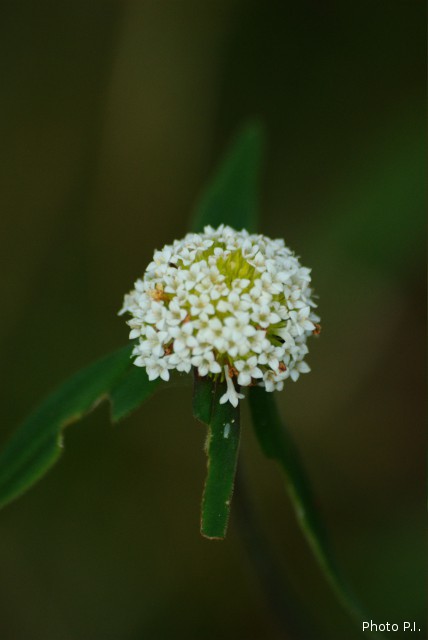 Plants with white bloom