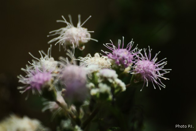 Plants with pink and purple bloom