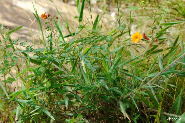 Plantas e arbustos com inflorescência de cor laranja