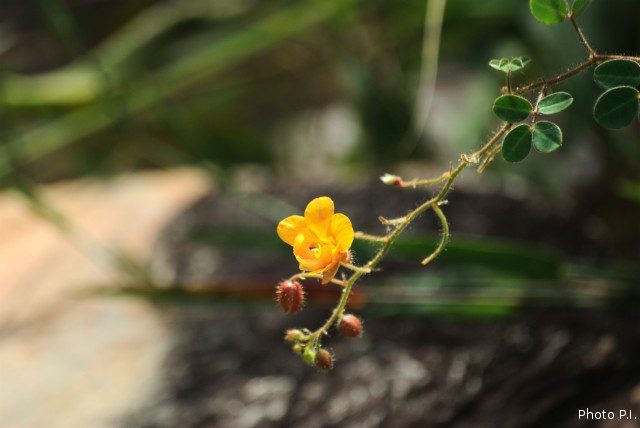 Plantas e arbustos com inflorescência de cor laranja