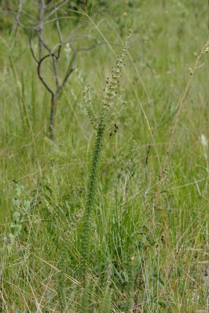 Plants with pink and purple bloom