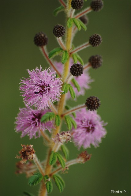 Plants with pink and purple bloom