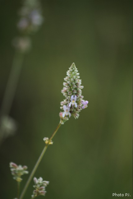 Plants with pink and purple bloom
