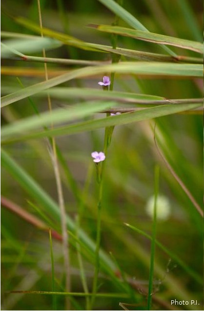 Plants with pink and purple bloom