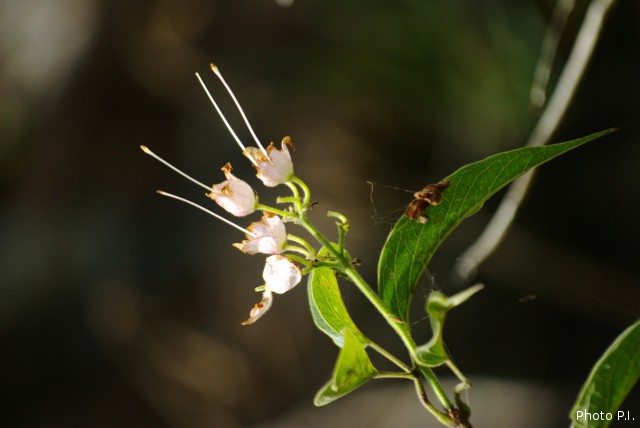 Plants with white bloom