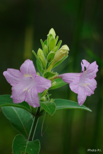 Plants with pink and purple bloom