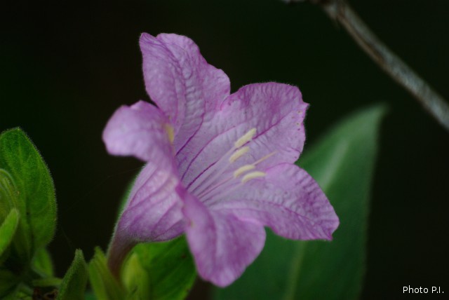 Plants with pink and purple bloom