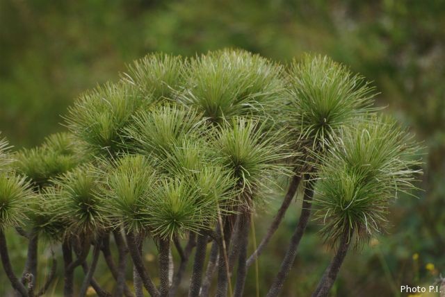 Special plants