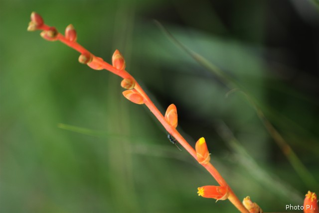 Bromeliads plants and similar