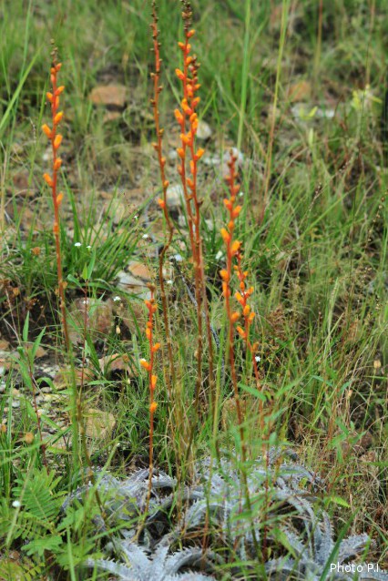 Bromeliads plants and similar
