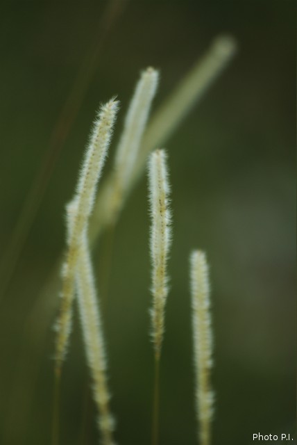 ALTFLGRASSY