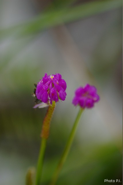 Plants with pink and purple bloom