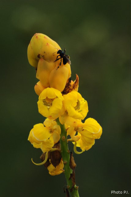 Plants with yellow and golden bloom