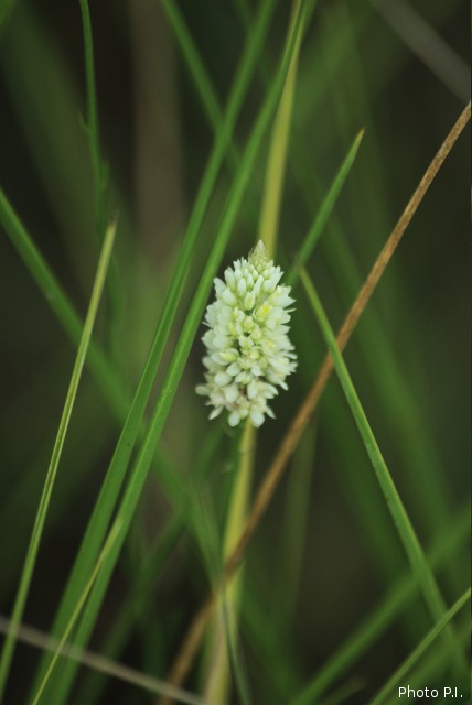 Plants with white bloom