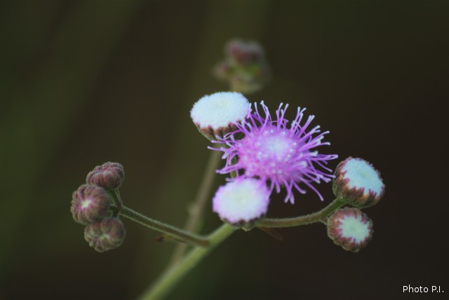 Plants with pink and purple bloom